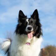 border collie