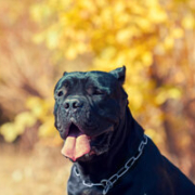 cane corso