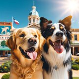 dog boarding Weatherford WoofConnect
