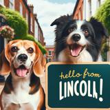dog boarding Lincoln