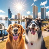 dog boarding Melbourne WoofConnect