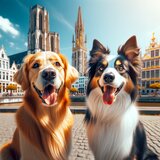 hondenpension Antwerpen