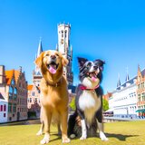 hondenpension Brugge WoofConnect