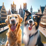 WoofConnect hondenpension Gent