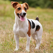 jack russell terrier