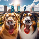 dog boarding Jacksonville, WoofConnect