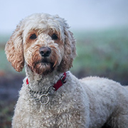 labradoodle