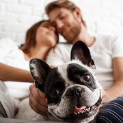 in-home dog boarding